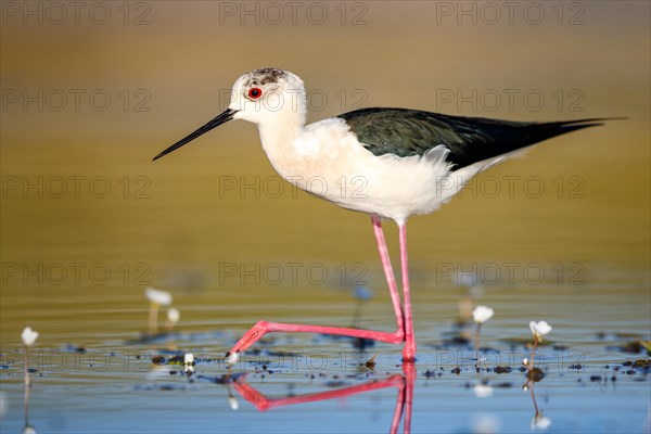 Black-winged stilt