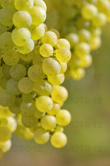 Close-up of grape vine with Riesling grapes near Bremm