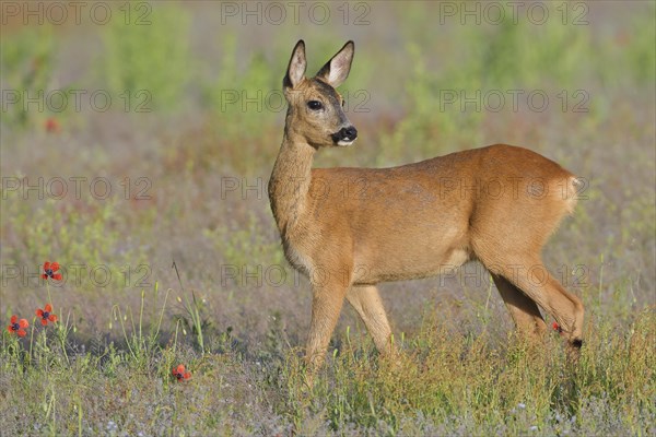 European roe deer