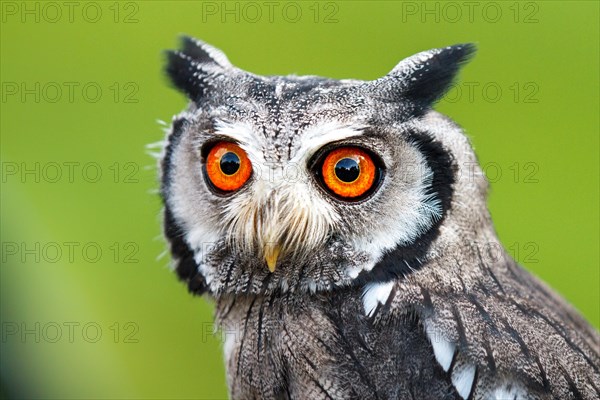 Southern white-faced owl