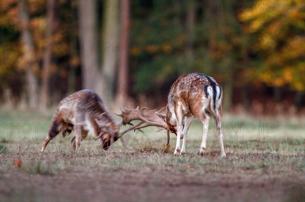 Fallow deer