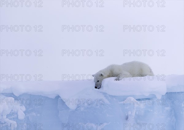 Polar bear