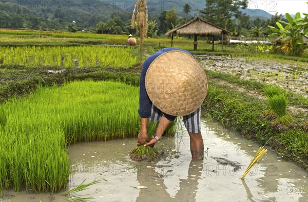 Farmer with bamboo hat during planting in rice field