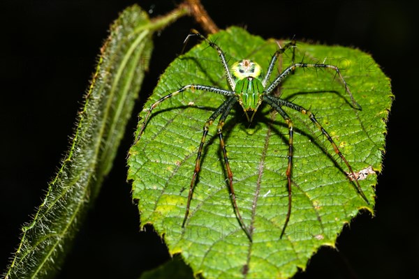 Lynx spider