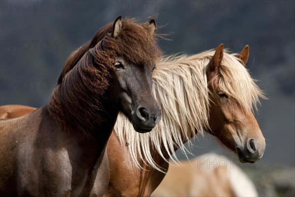 Liver chestnut and dun Icelandic