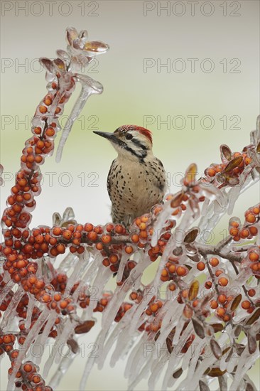 Ladder-backed woodpecker