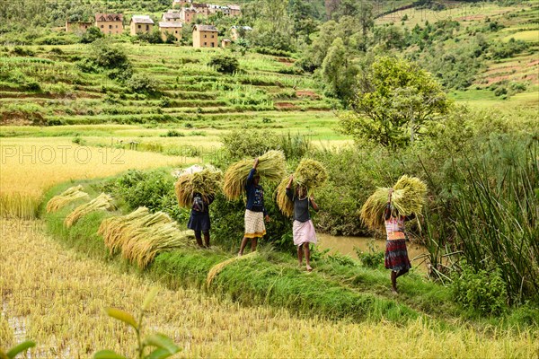 Rice farmers at harvest time