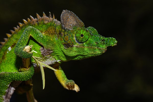 Antimena chameleon