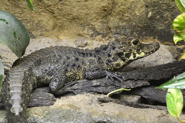 Dwarf crocodile