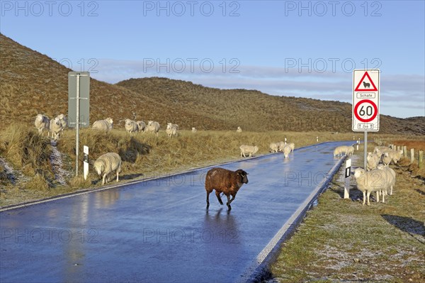 Sheep