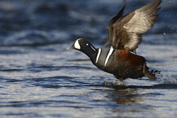 Harlequin duck