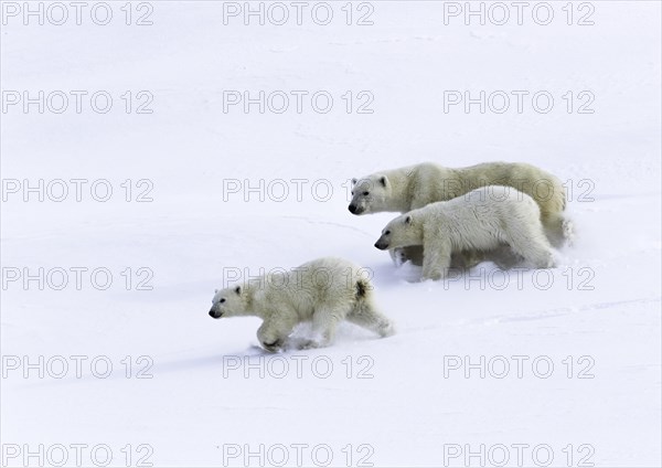 Polar bears