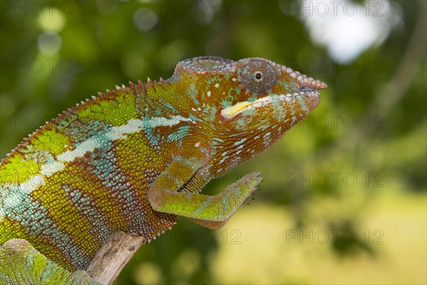 Panther chameleon