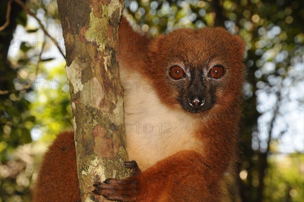 Red-bellied lemur