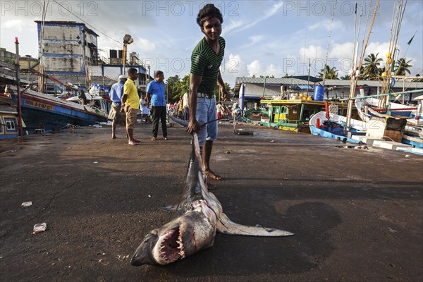 Local young man dragging small Longfin Mako shark