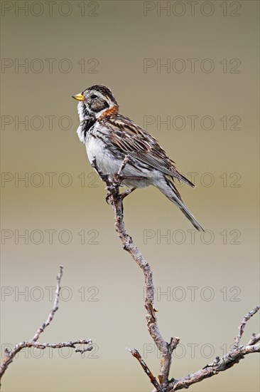 Lapland Bunting