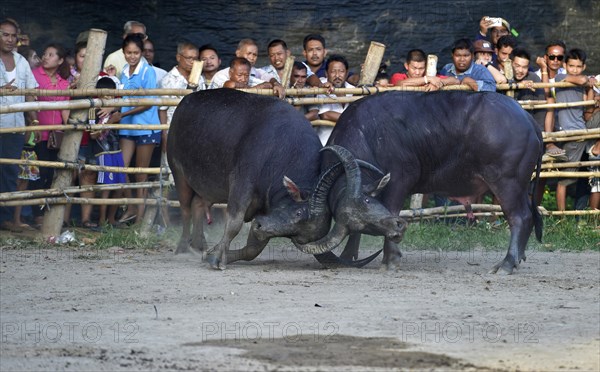 Two water buffalos