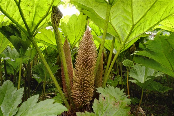 Leaves and flowers of Giant Rhubarb