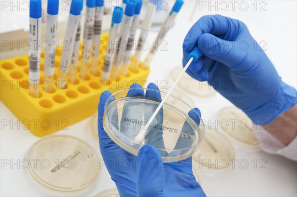 Smear from mucous membranes is cultivated in petri dishes