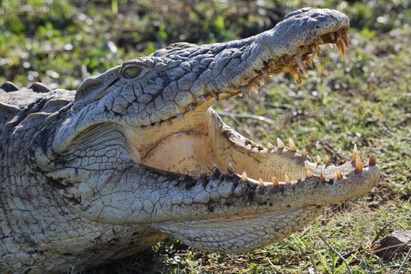 Nile crocodile