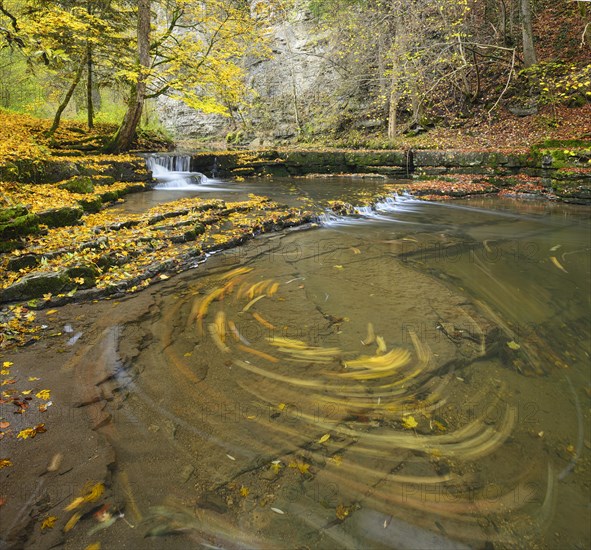 Colorful autumn foliage on limestone terraces in the Schlichem River