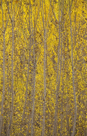 Yellow aspens