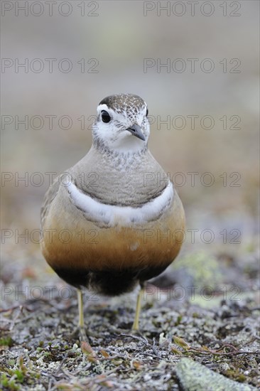 Eurasian dotterel