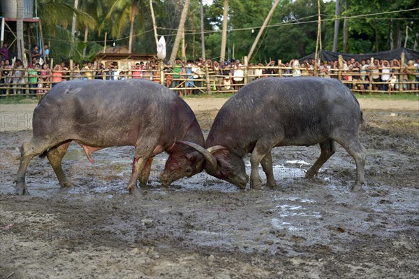 Two water buffalos