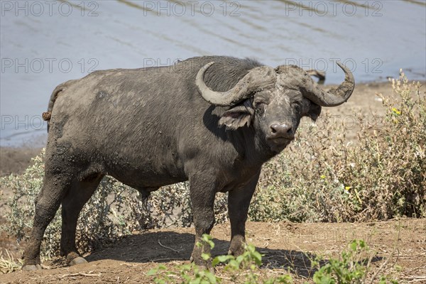 African buffalo