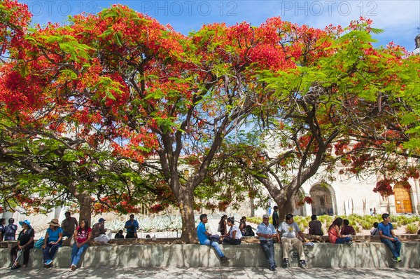 People sitting on a wall under a Flame Tree