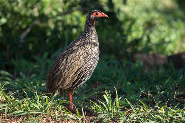 Red-necked spurfowl