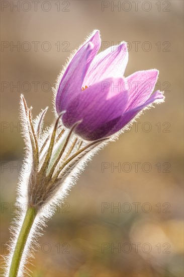 Pasque flower