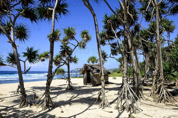 Mangroves with aerial roots on White Beach