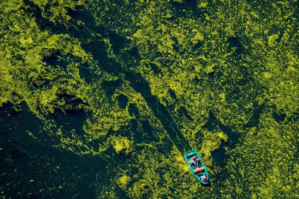 Aerial view of rowboat traveling through water weed