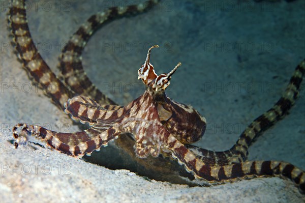 Wonderpus octopus