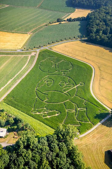 Corn maze