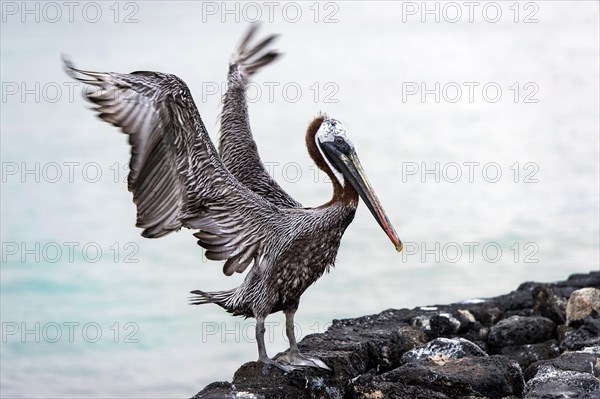 Brown Pelican