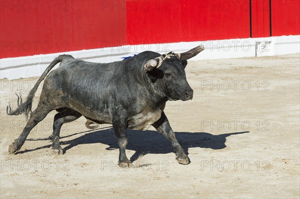 Bullfight in Alcochete