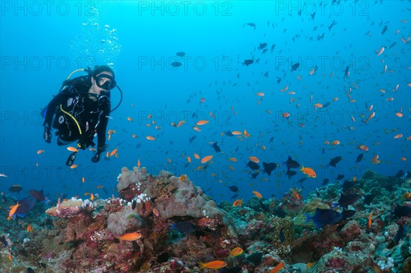 Female scuba diver swimming over coral reef and looking at a flock of brightly colored fish