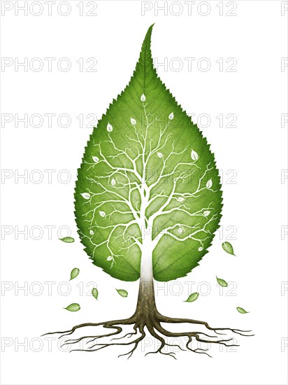 Green leaf shaped tree with branches and roots