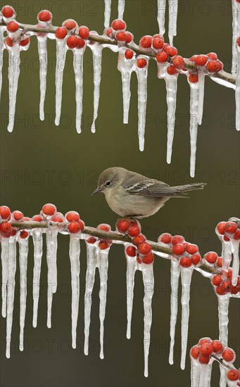 Pine warbler