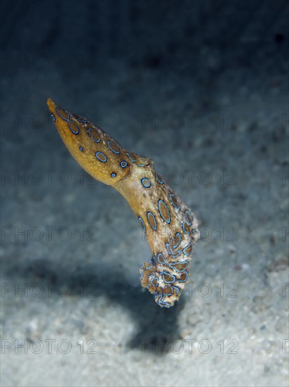 Greater blue-ringed octopus