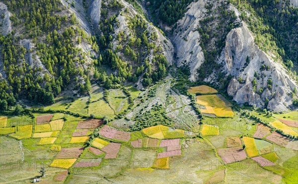 View on agricultural landscape with colorful buckwheat