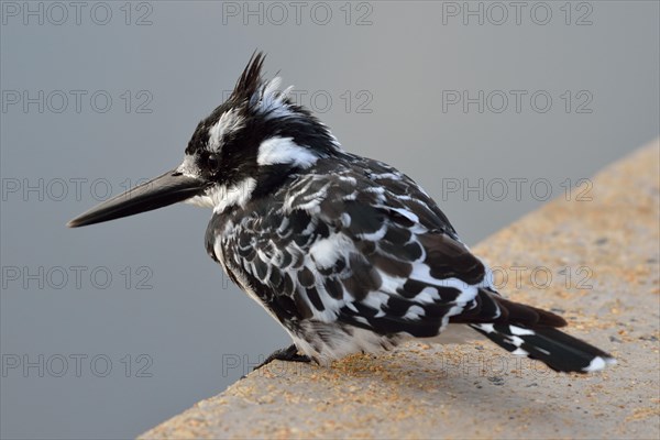 Pied Kingfisher