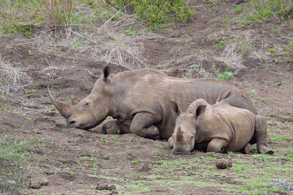 White rhinoceroses