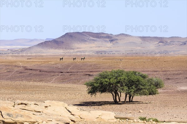 Three Hartmann's mountain zebras