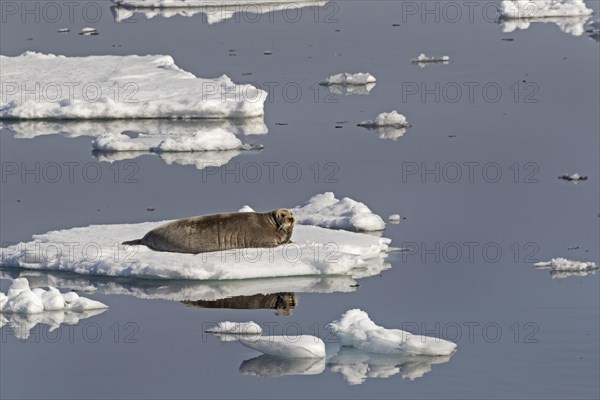 Bearded seal