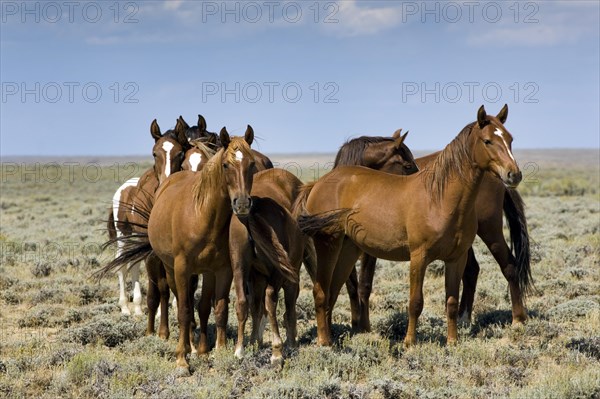 Mustangs