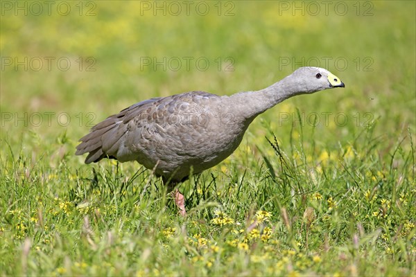 Cape Barren goose