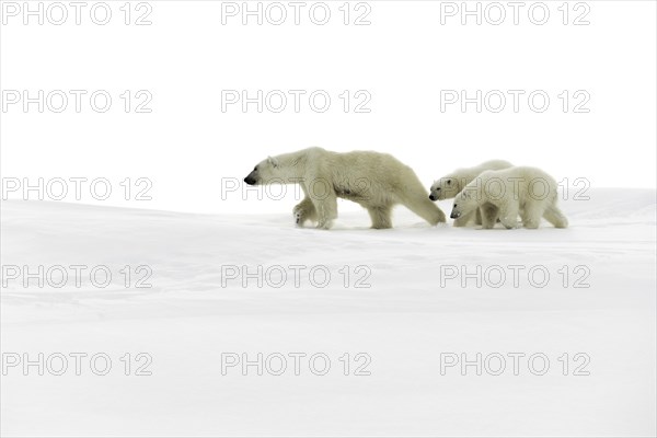 Polar bears